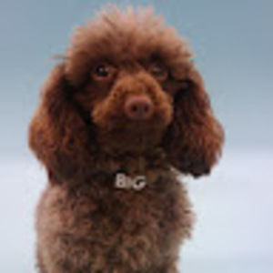 Meet your Posher, Holly f.